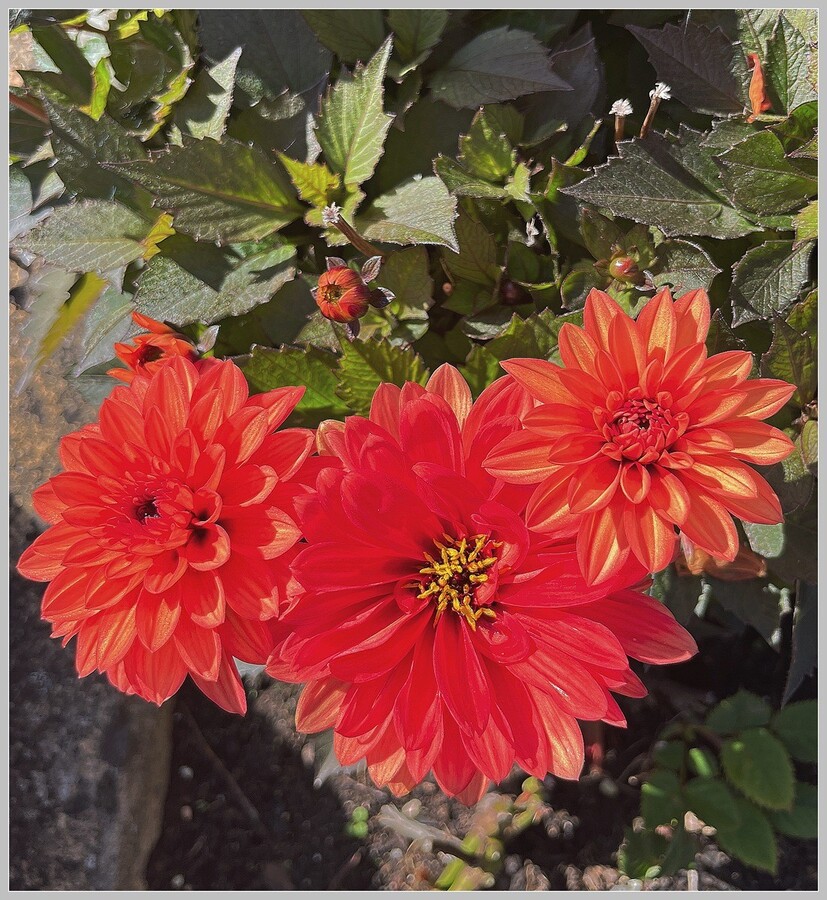 Dahlia Delight - Peter Cannons